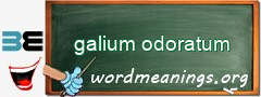 WordMeaning blackboard for galium odoratum